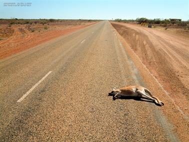 Road Kill Kangaroo, North West Coastal Highway, Western Australia